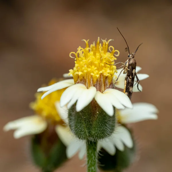 蜜を吸う花の母 — ストック写真