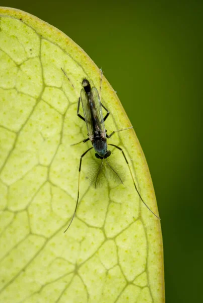 绿叶上的一个非咬人的Midge湖苍蝇 — 图库照片