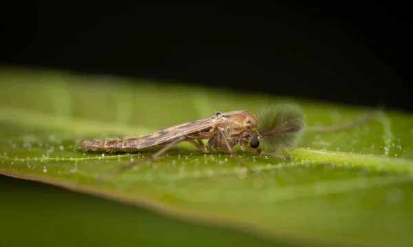 Eine Beißende Mückenseefliege Auf Einem Grünen Blatt — Stockfoto