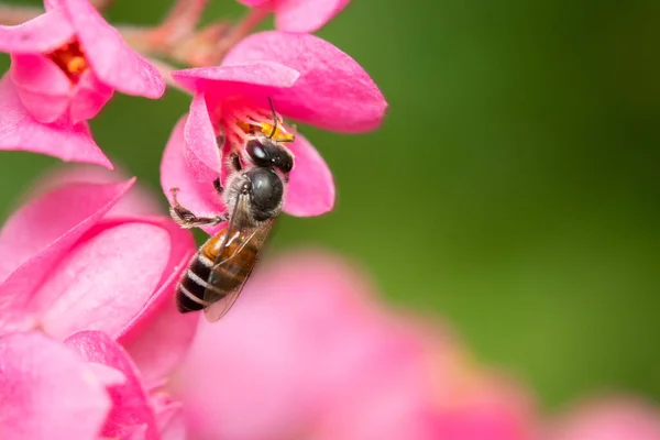 Eine Rotzwerg Honigbiene Saugt Nektar Aus Einer Rosa Blume — Stockfoto