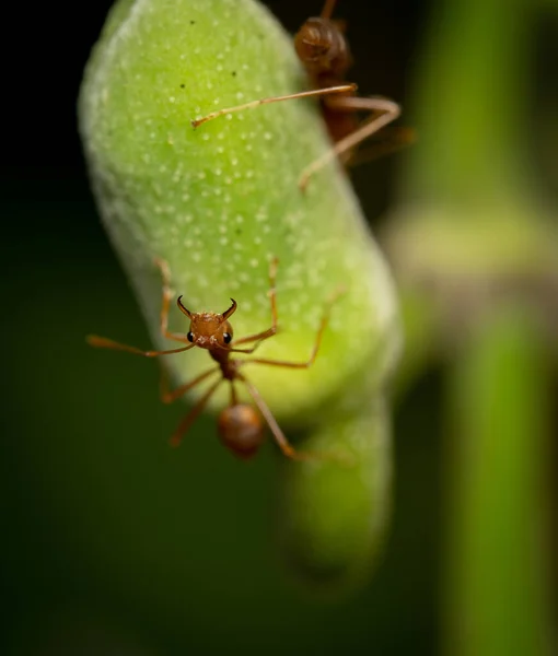 Weaver Ant Flower Stem Its Jaws Wide Open Fighting Stance — Stock Photo, Image