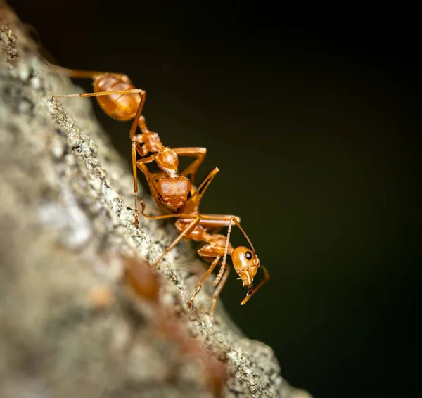 Dos Hormigas Tejedoras Sobre Una Rama Árbol Sobre Fondo Oscuro — Foto de Stock