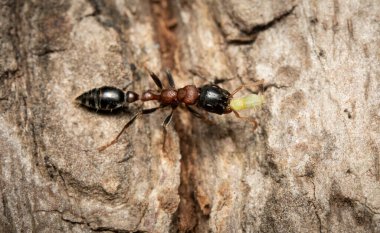 Ağaç kabuğunda yaprak biti taşıyan iki renkli bir İnce Karınca..