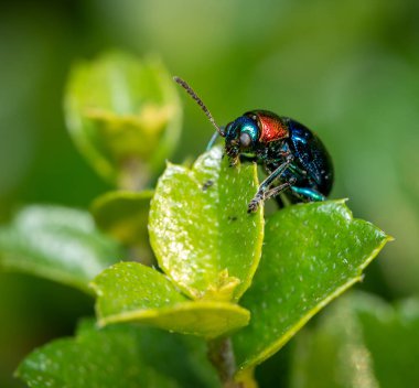 Yeşil bir yaprağın üzerinde tünemiş bir Mavi Süt Yosunu Böceği.