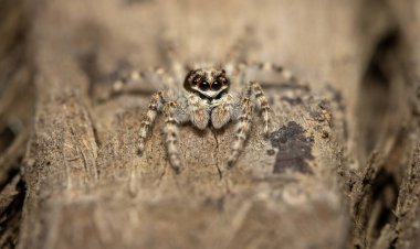 Seçici odaklı ağaçta zıplayan örümcek..