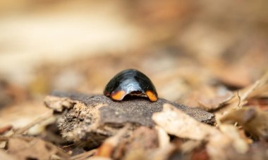 Boş uğur böceği kabuğunun makro görüntüsü.