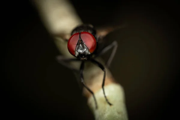 苍蝇的大眼睛苍蝇的大眼睛 — 图库照片