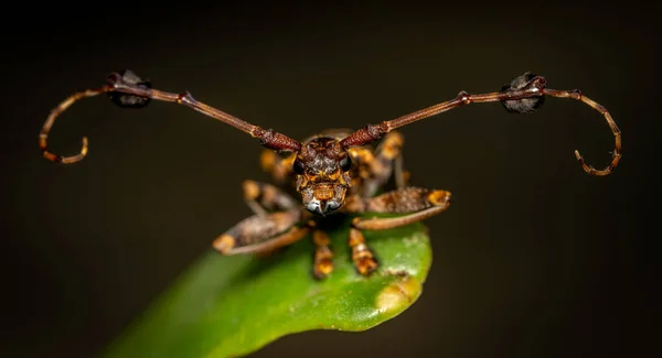 Μια Μακροσκοπική Φωτογραφία Ενός Επίπεδου Longhorn Beetle Ένα Πράσινο Φύλλο — Φωτογραφία Αρχείου