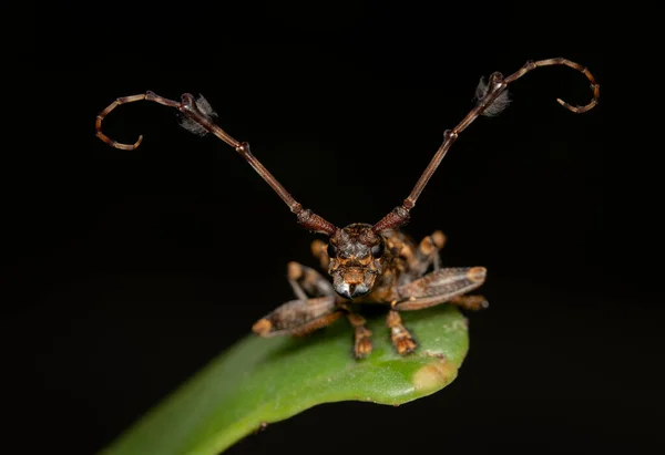 Μια Μακροσκοπική Φωτογραφία Ενός Επίπεδου Longhorn Beetle Ένα Πράσινο Φύλλο — Φωτογραφία Αρχείου