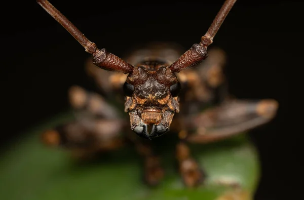Tayland Yeşil Bir Yaprak Üzerinde Düz Yüzlü Uzun Boynuzlu Böceğin — Stok fotoğraf