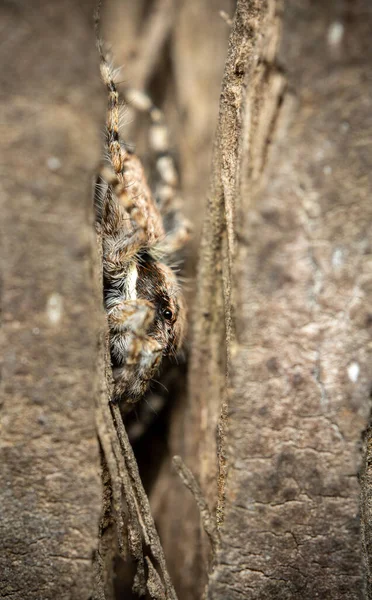 Μια Χοροπηδώντας Αράχνη Ένα Δέντρο Επιλεκτική Εστίαση Κρύβεται Μια Ρωγμή — Φωτογραφία Αρχείου