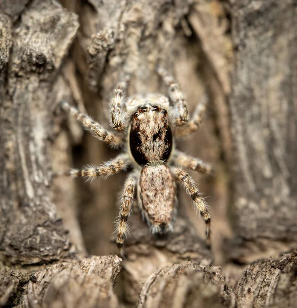 Una Araña Saltando Árbol Con Enfoque Selectivo —  Fotos de Stock