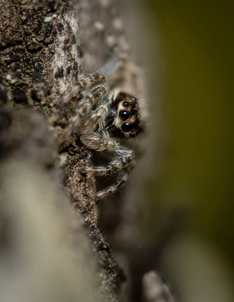 一种在树上跳跃的蜘蛛 有选择的焦点 — 图库照片