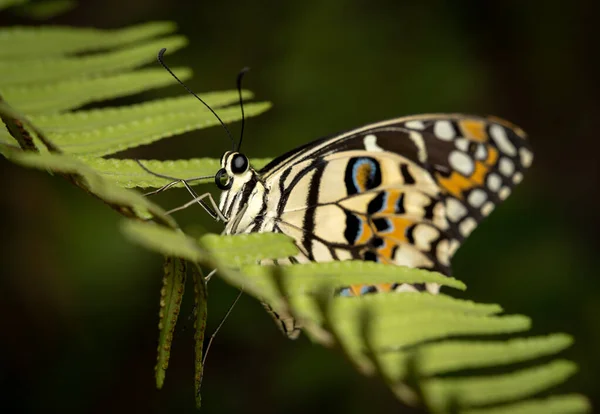 Lime Swallowtail Butterfly Sitting Fern — Stock Photo, Image