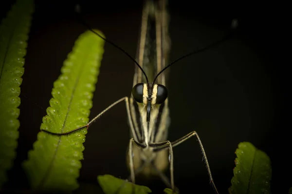 Макро Вид Передней Части Лаймовой Бабочки Выпуклыми Глазами — стоковое фото
