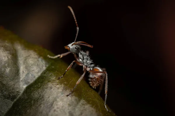 Μια Μακροσκοπική Φωτογραφία Μυρμηγκιού Ένα Φύλλο — Φωτογραφία Αρχείου