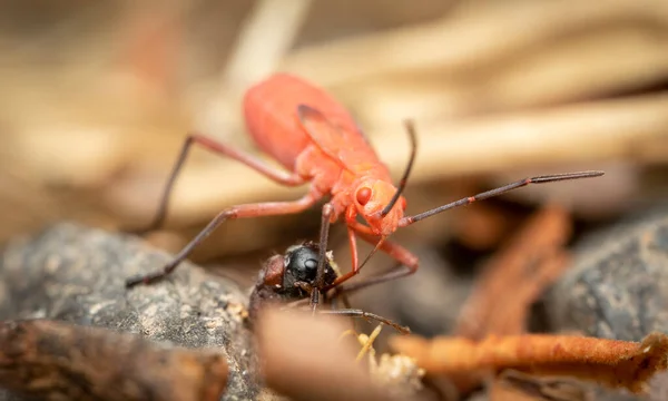 Ein Roter Kapokkäfer Frisst Ein Anderes Insekt — Stockfoto