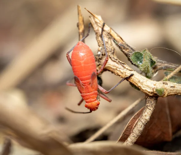 Ένα Κόκκινο Έντομο Kapok Κρέμεται Ανάποδα Ένα Μικρό Κλαδί — Φωτογραφία Αρχείου