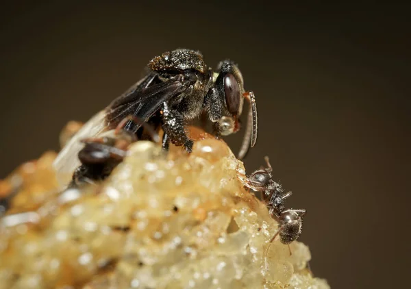 Ein Stachelloser Baut Seinen Wachstunnel Der Hinunter Seinem Bienenvolk Führt — Stockfoto
