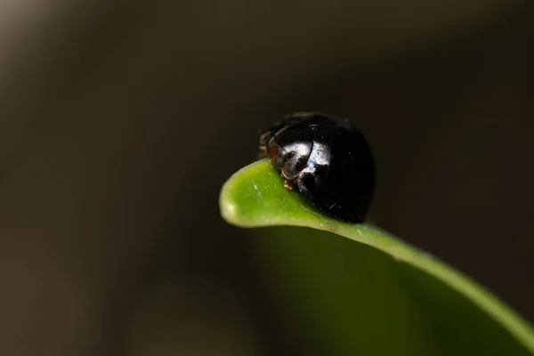 Steelblue Ladybird Beetle Зеленом Листе Темном Фоне — стоковое фото