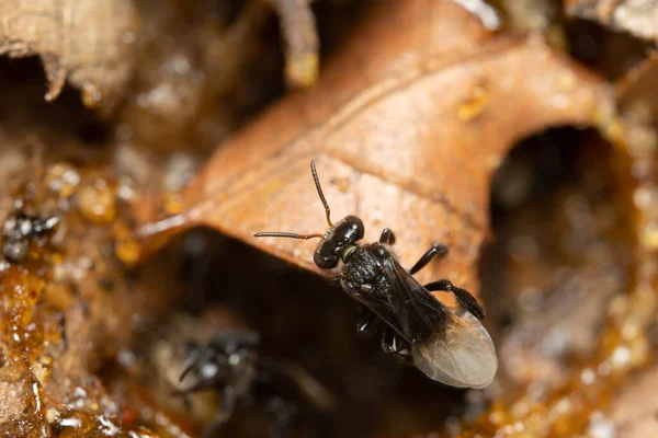Eine Stachellose Biene Sitzt Auf Einem Toten Blatt Auf Dem — Stockfoto