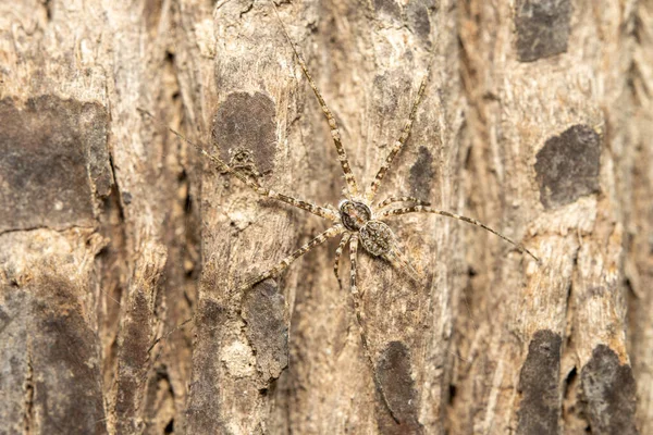 Μια Δίχρωμη Αράχνη Μια Ερσίλια Καμουφλαρισμένη Στο Φλοιό Ενός Δέντρου — Φωτογραφία Αρχείου