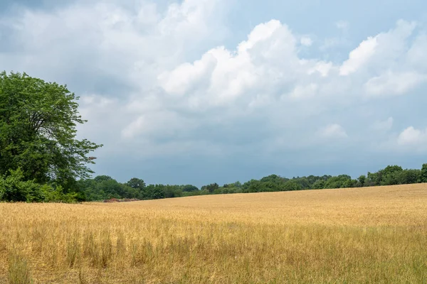 Pšeničné Pole Připravené Sklizni Bouřky Letním Nebi — Stock fotografie