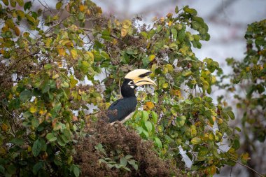 Doğulu bir Pied Hornbill Kalın yeşil bir çalıya tünemiş.