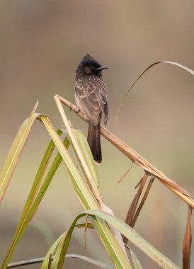 Bulanık bir arka planda çimenlerin üzerine tünemiş bir Kırmızı Havalı Bulbul..