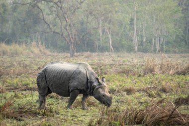 Nepal 'deki Chitwan Ulusal Parkı' nın çayırlarında vahşi bir gergedan..