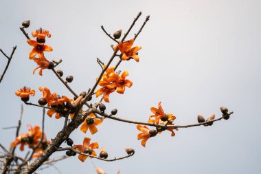 İpek bir pamuk ağacının dalları mavi gökyüzüne karşı.