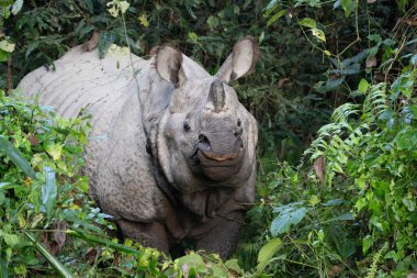 Nepal 'deki Chitwan Ulusal Parkı' ndaki ormanda boynuzlu bir gergedan..