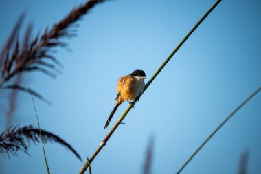 Uzun kuyruklu bir örümcekkuşu Chitwan Ulusal Parkı 'ndaki bir ot sapına tünemişti..