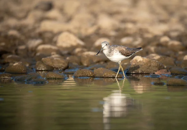 stock image A common greenshank searching for food on the shoreline of a river in the Chitwan National Park in Nepal.