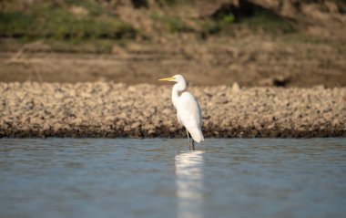 Nepal 'deki Chitwan Ulusal Parkı' ndaki Rapti Nehri 'nde duran büyük bir balıkçıl..