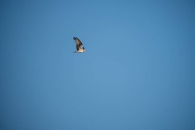Açık mavi gökyüzünde uçan bir balık avı.