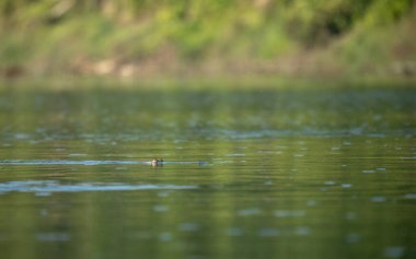 Bir Gharial Timsahı sadece gözleri suyun üstünde bir nehirde yüzer..