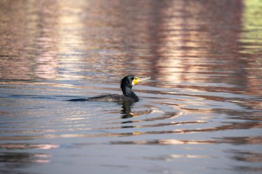 Büyük bir karabatak son derece yansıtıcı bir gölde yüzüyor..