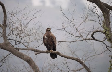 Bir ağacın dalına tünemiş bir Steppe Eagle bulutlu bir gökyüzüne karşı.
