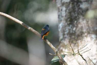 Ormanda küçük bir dala tünemiş Mavi Cephe Kızılı.