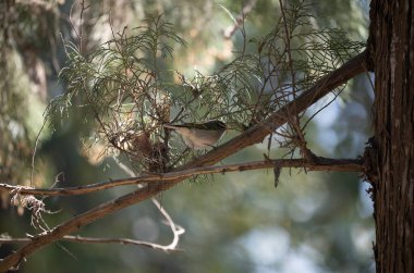 Sedir ağacına tünemiş bir Blyths Yaprak Bülbülü.