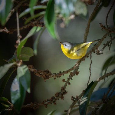 Ormandaki bir dala tünemiş Gri Başlıklı Bülbül.