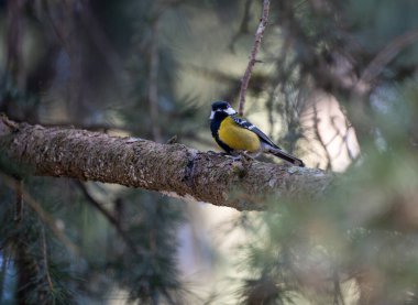 A Green Back Tit perched in a pine tree.