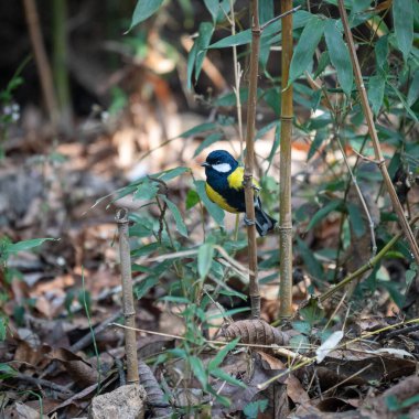 A Green Back Tit perched on the stem of a bamboo.