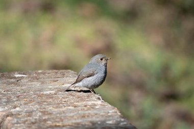 Taş bir duvara tünemiş Tesisatlı Su Kızılayı.