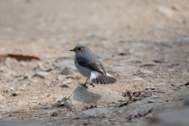 Su tesisatçısı bir taşın üzerine tünemiş..