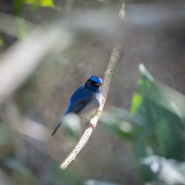 Küçük bir Niltava Açık havada bir dala tünemiş.