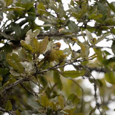 Bir Kestane Kuyruklu Minla yapraklarla çevrili bir ağaca tünemiş..