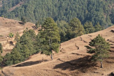 Kuru Çimenli Yuvarlanan Tepeler Her zaman yeşil ağaçlarla benekli.