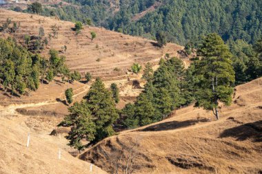 Kuru Çimenli Yuvarlanan Tepeler Her zaman yeşil ağaçlarla benekli.